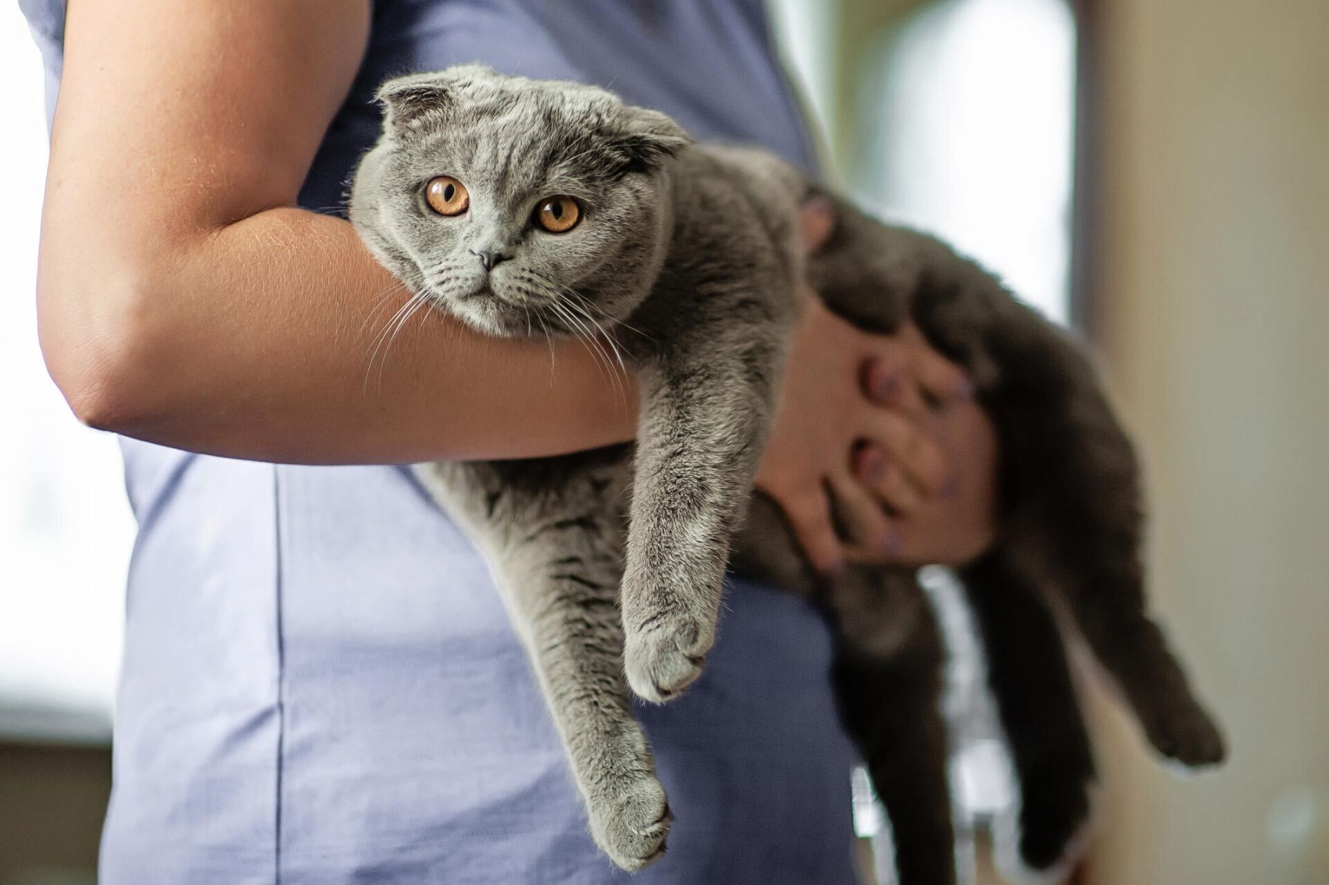 Cat Owner Is Holding A Scottish Fold Cat — Greenwood, SC — Greenwood Veterinary Hospital