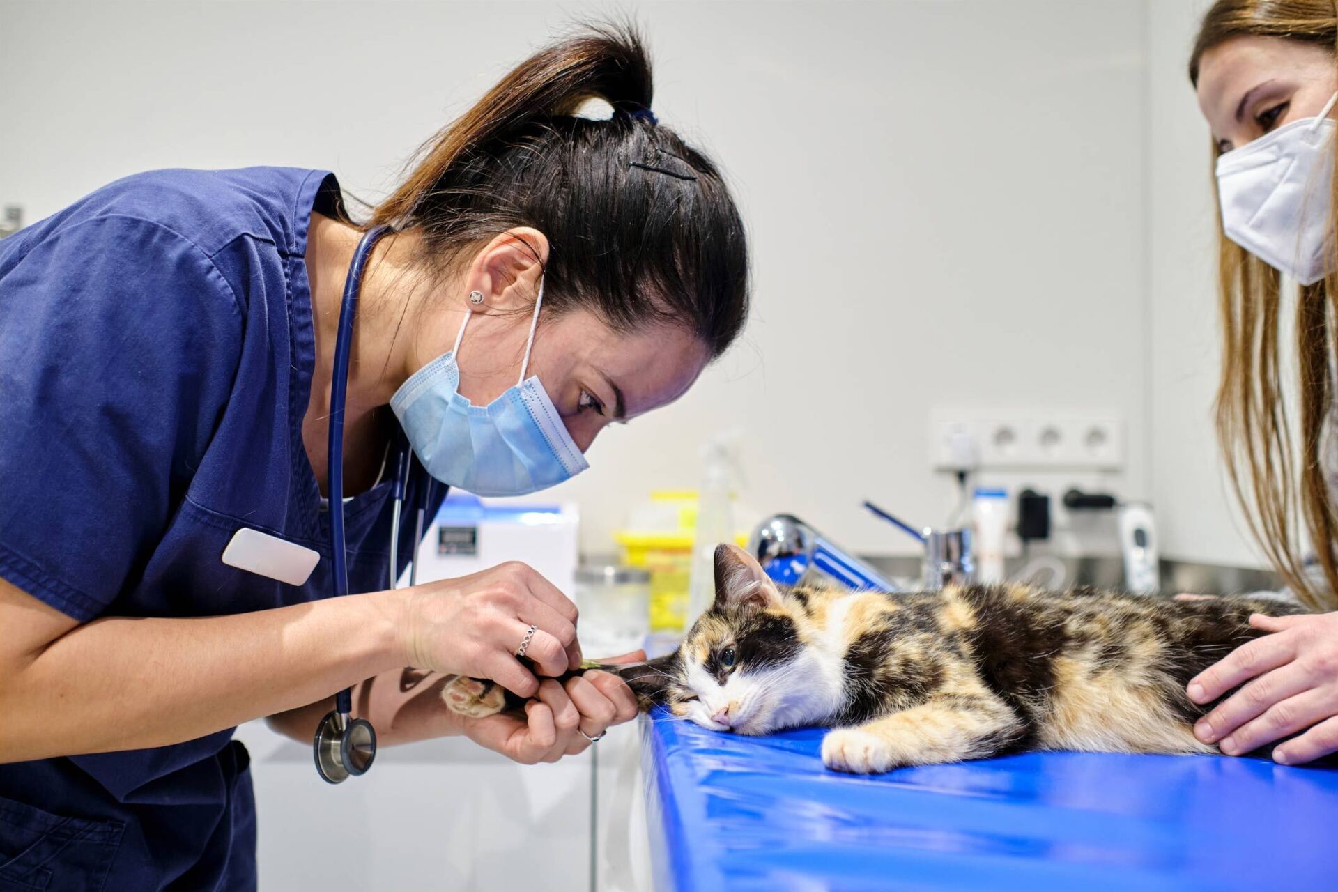 Veterinarian Putting An Injection In A Cat's Paw — Greenwood, SC — Greenwood Veterinary Hospital