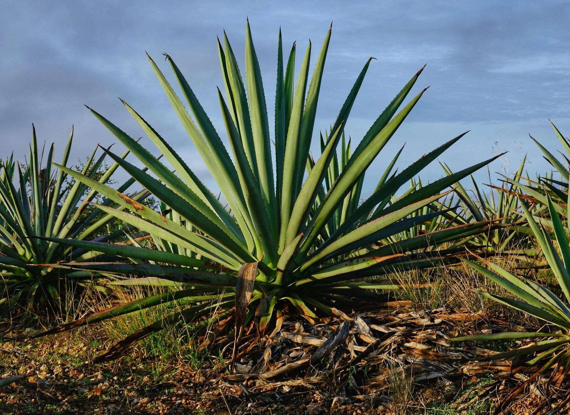 A field of agave plants with long, pointed green leaves, set against a cloudy sky.