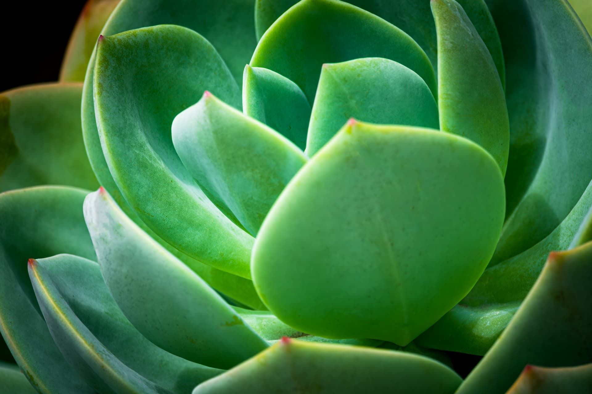 Close-up of a vibrant green succulent plant with thick, overlapping leaves.