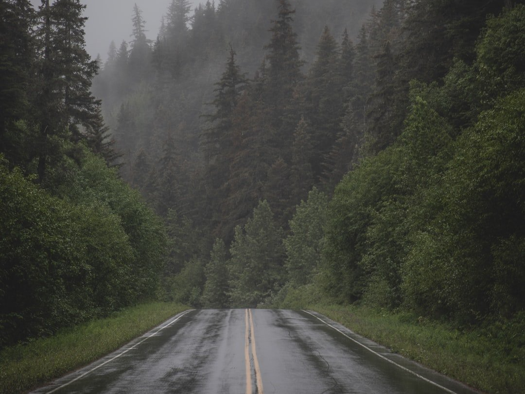An empty misty road surrounded by forest in Alaska close to Bell In The Woods B&B.