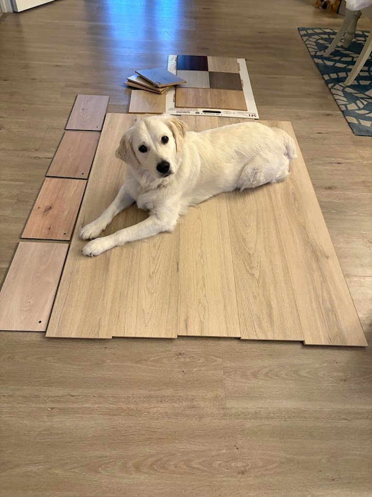 A dog is laying on a wooden floor next to samples of wood.
