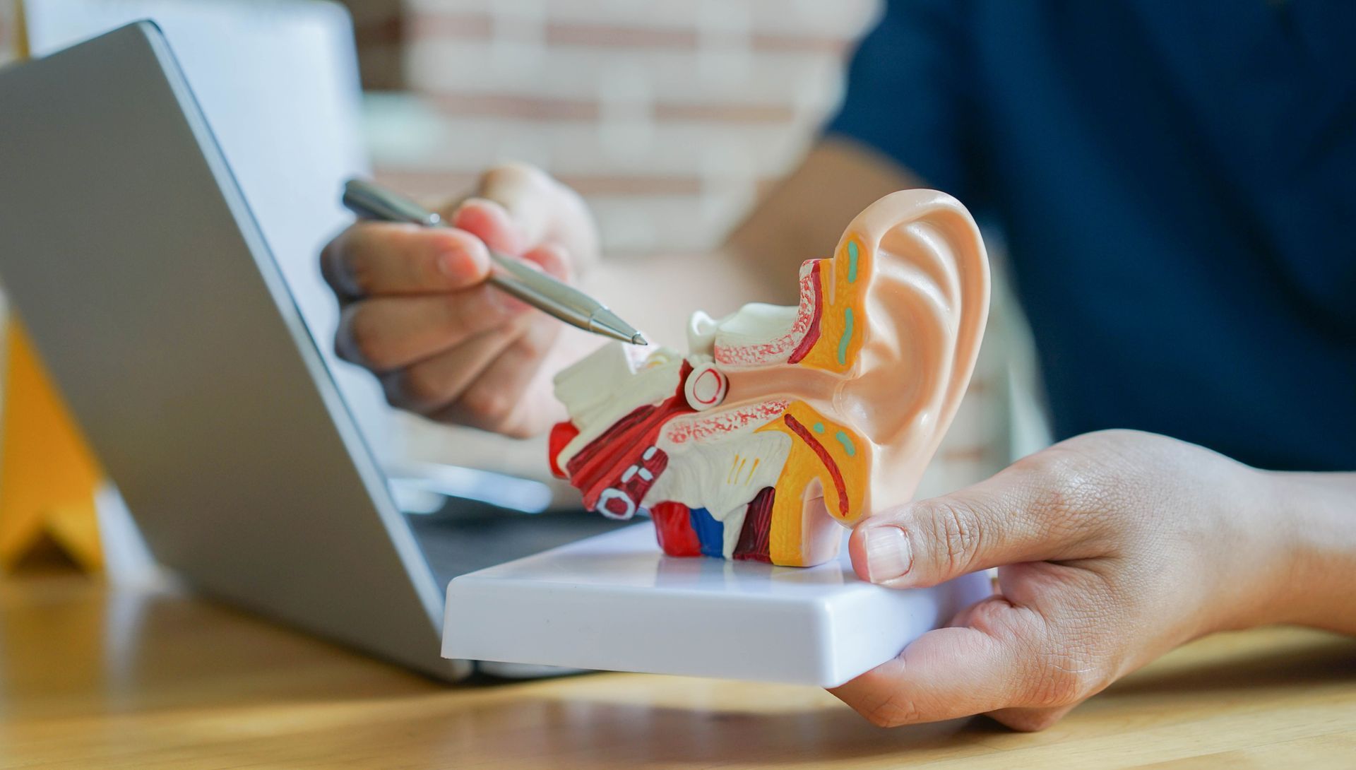 A person is holding a model of an ear in front of a laptop.