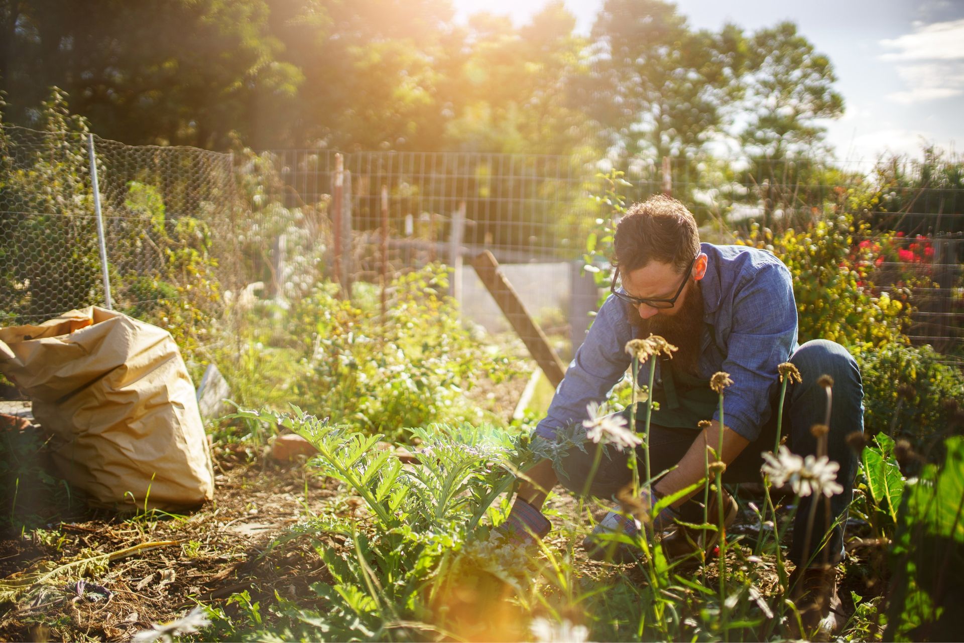 Man tending a garden, kneeling among plants. Sunny outdoor setting.