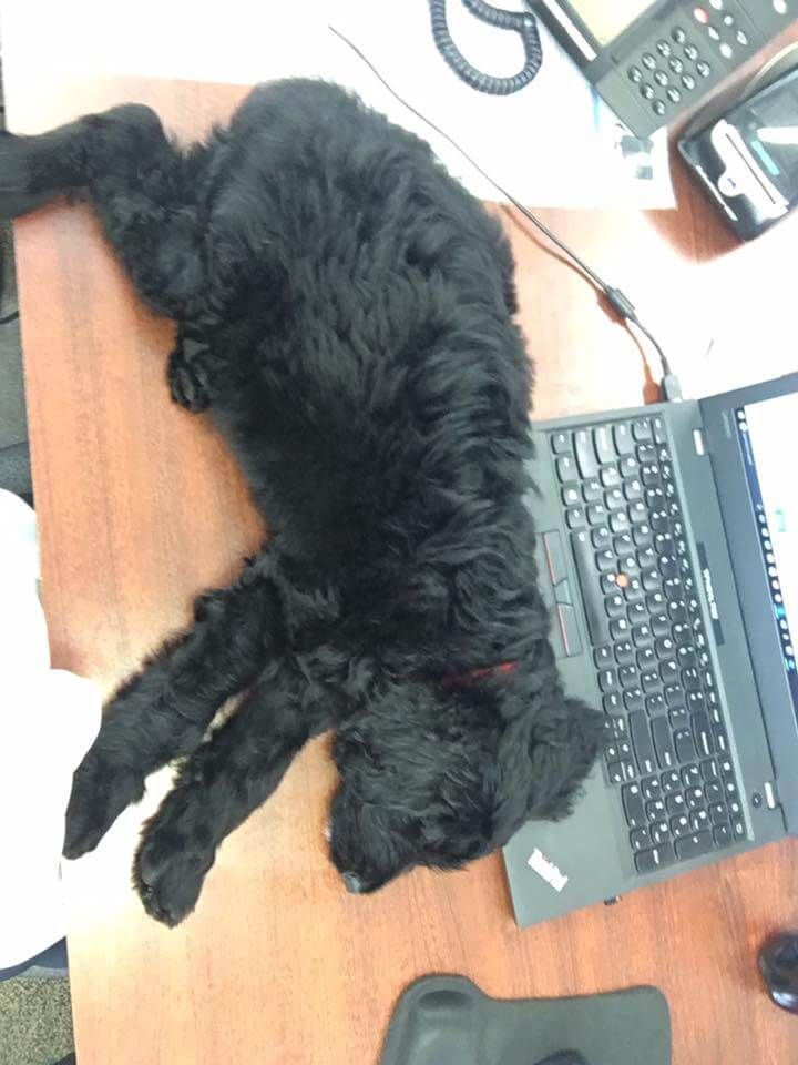 Beau being tired after submitting reports