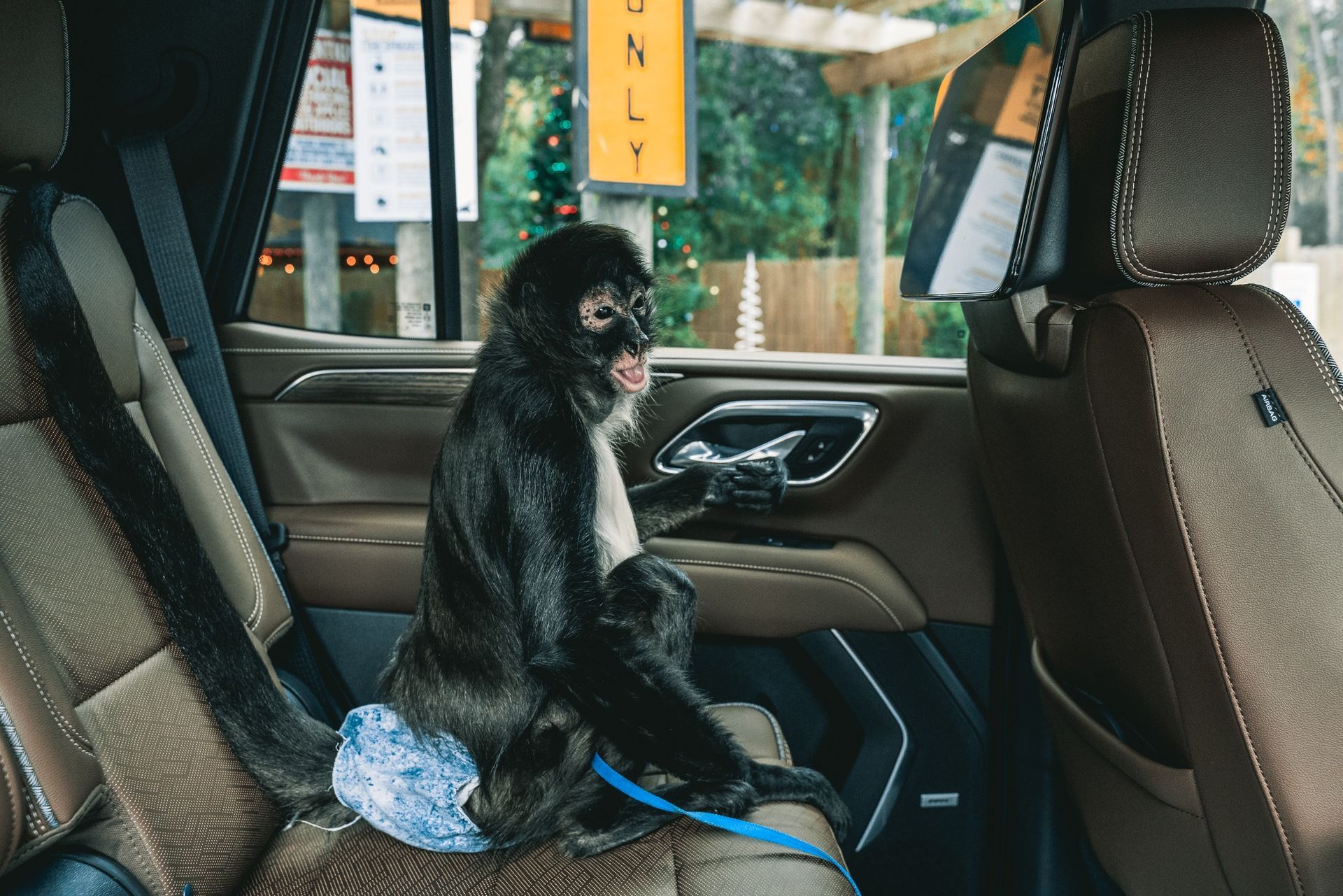 A monkey is sitting in the back seat of a car.
