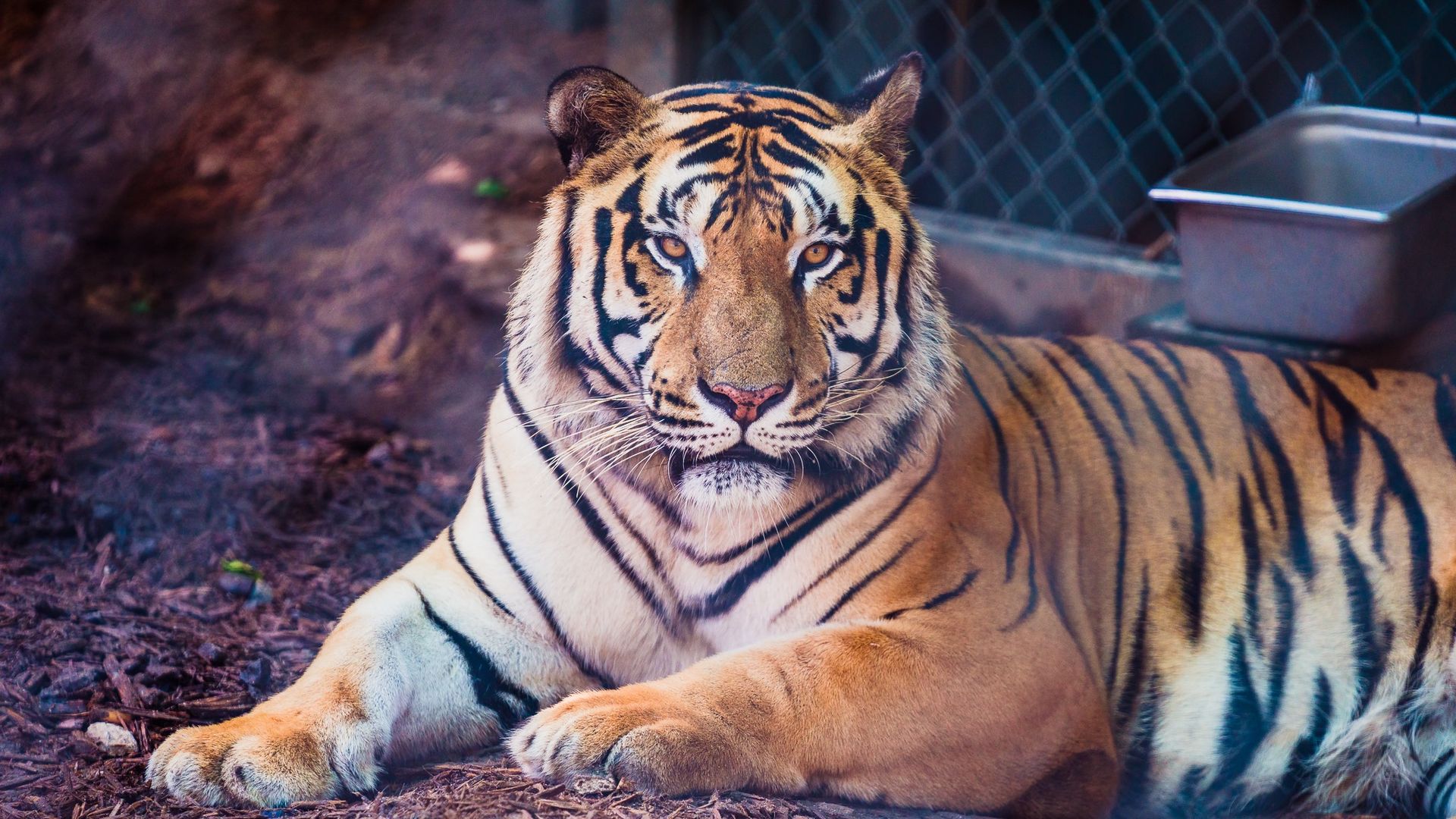 A tiger is laying on the ground in a cage and looking at the camera.