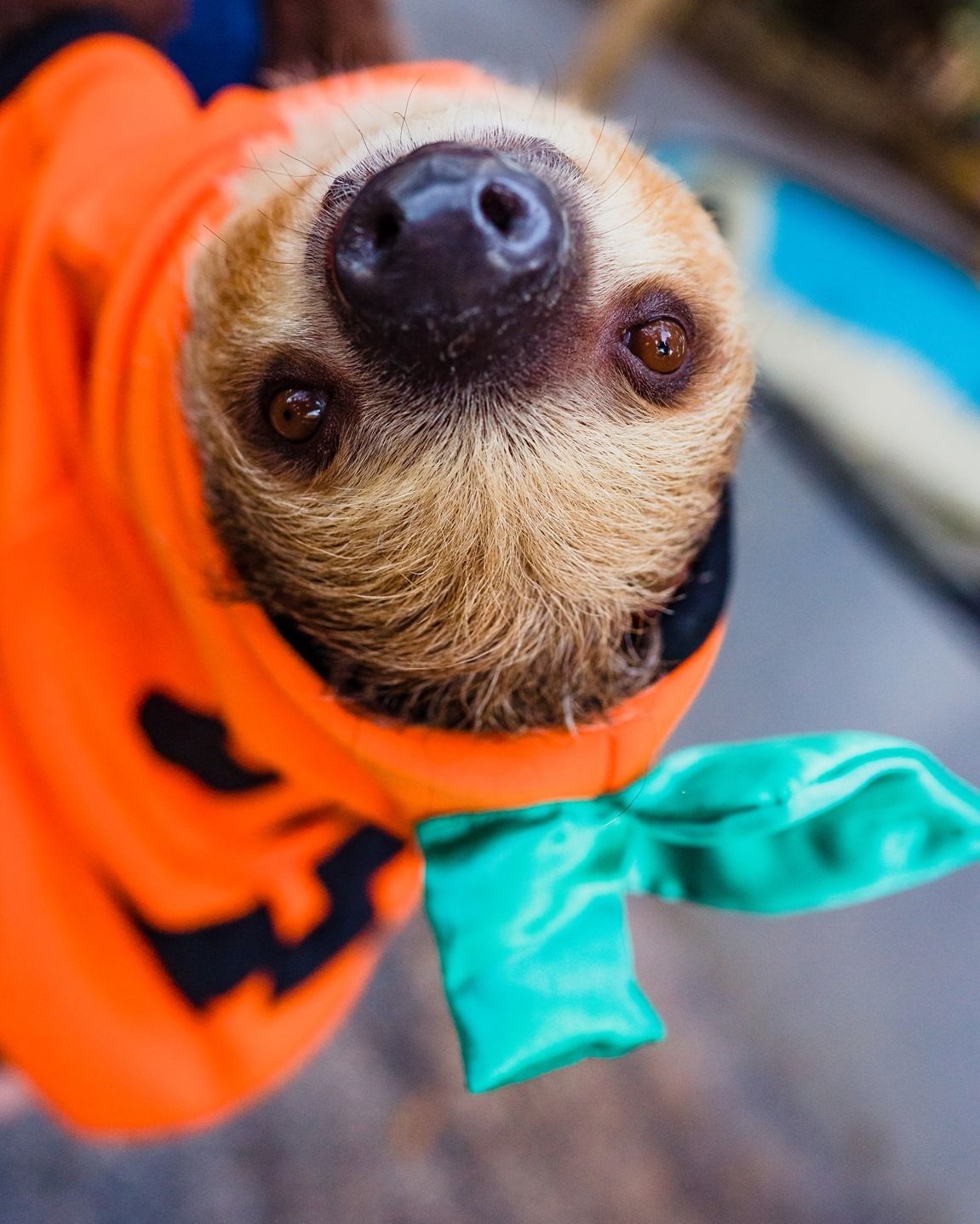 A close up of a sloth wearing an orange pumpkin costume