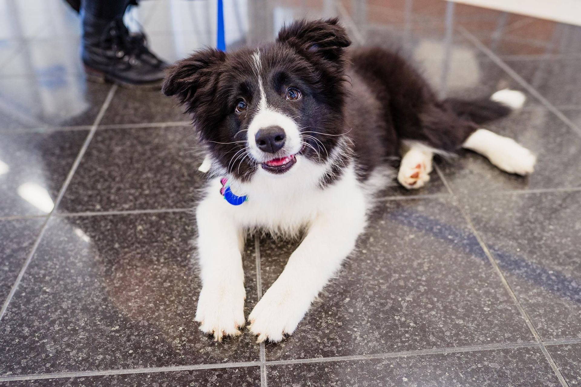 A black and white puppy is laying on a tiled floor.