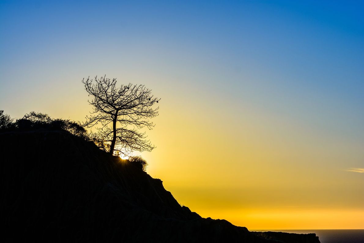 Silhouette of a lone tree on a cliff at sunset over the ocean