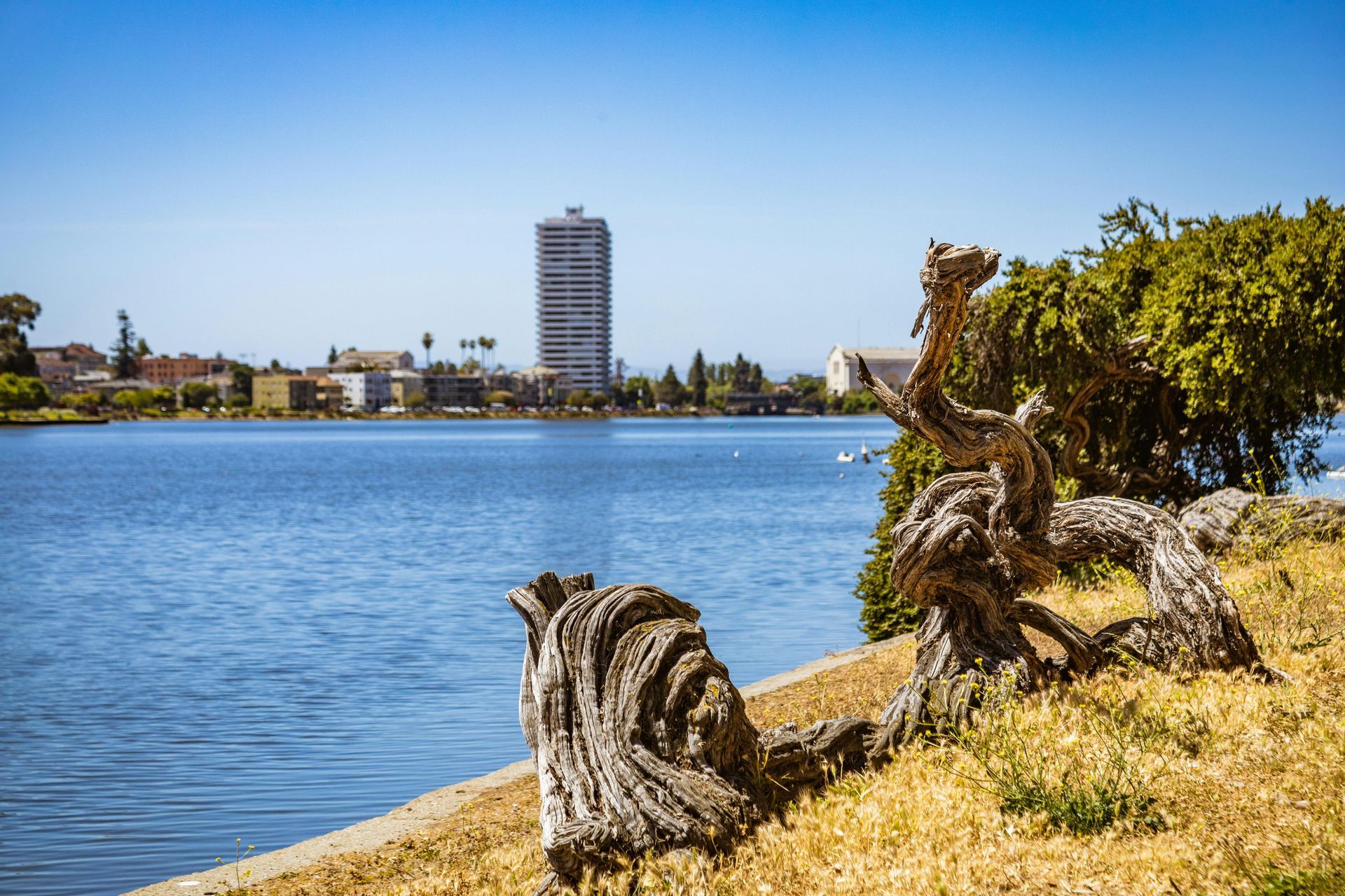 Lakefront view with water, buildings, and twisted tree trunk in the foreground under a sunny blue sky.