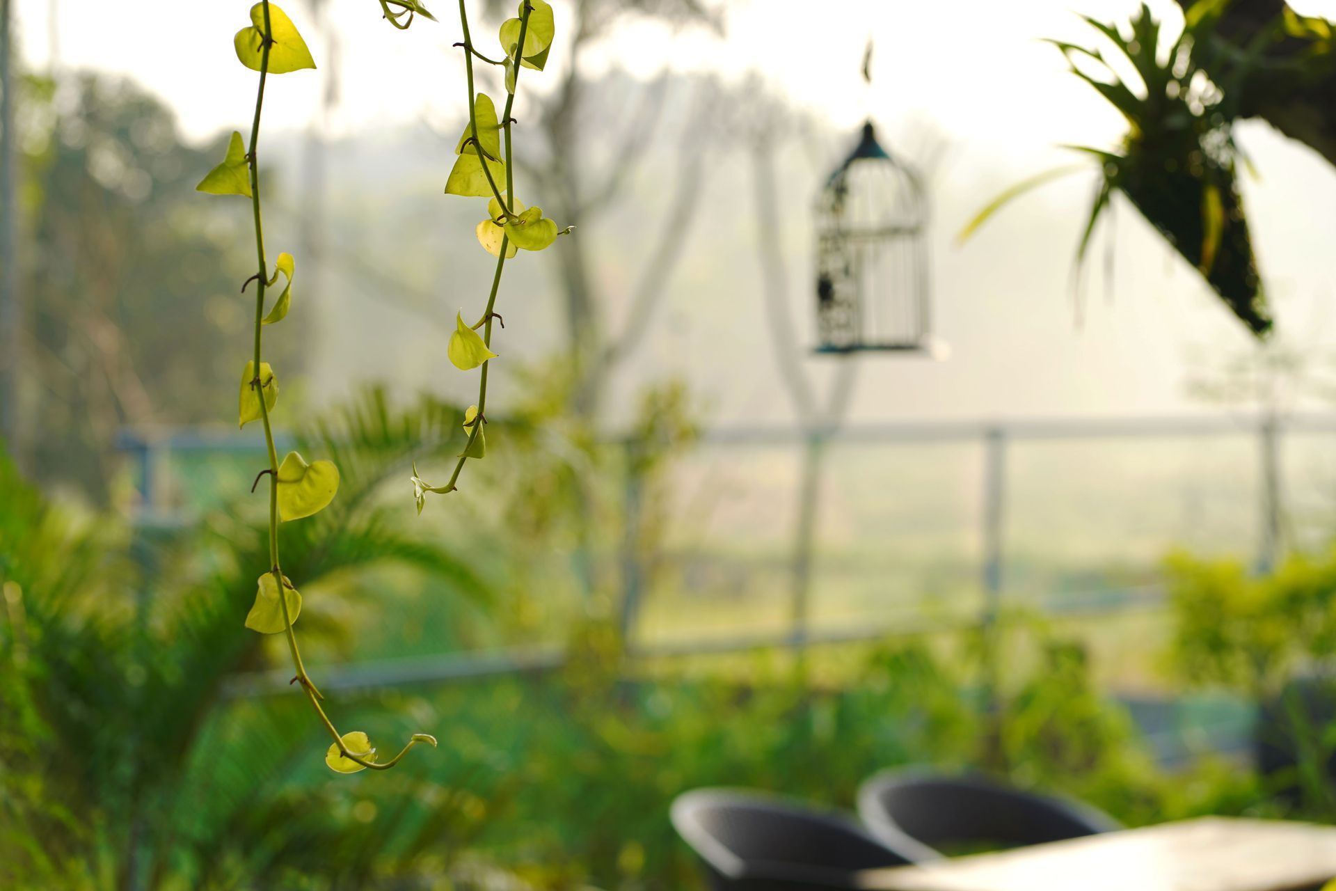 Close-up of dewy grass with blurred fence posts in warm, soft light