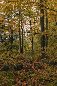 Forest scene with yellow and orange leaves on trees and ground, sunlight filtering through.