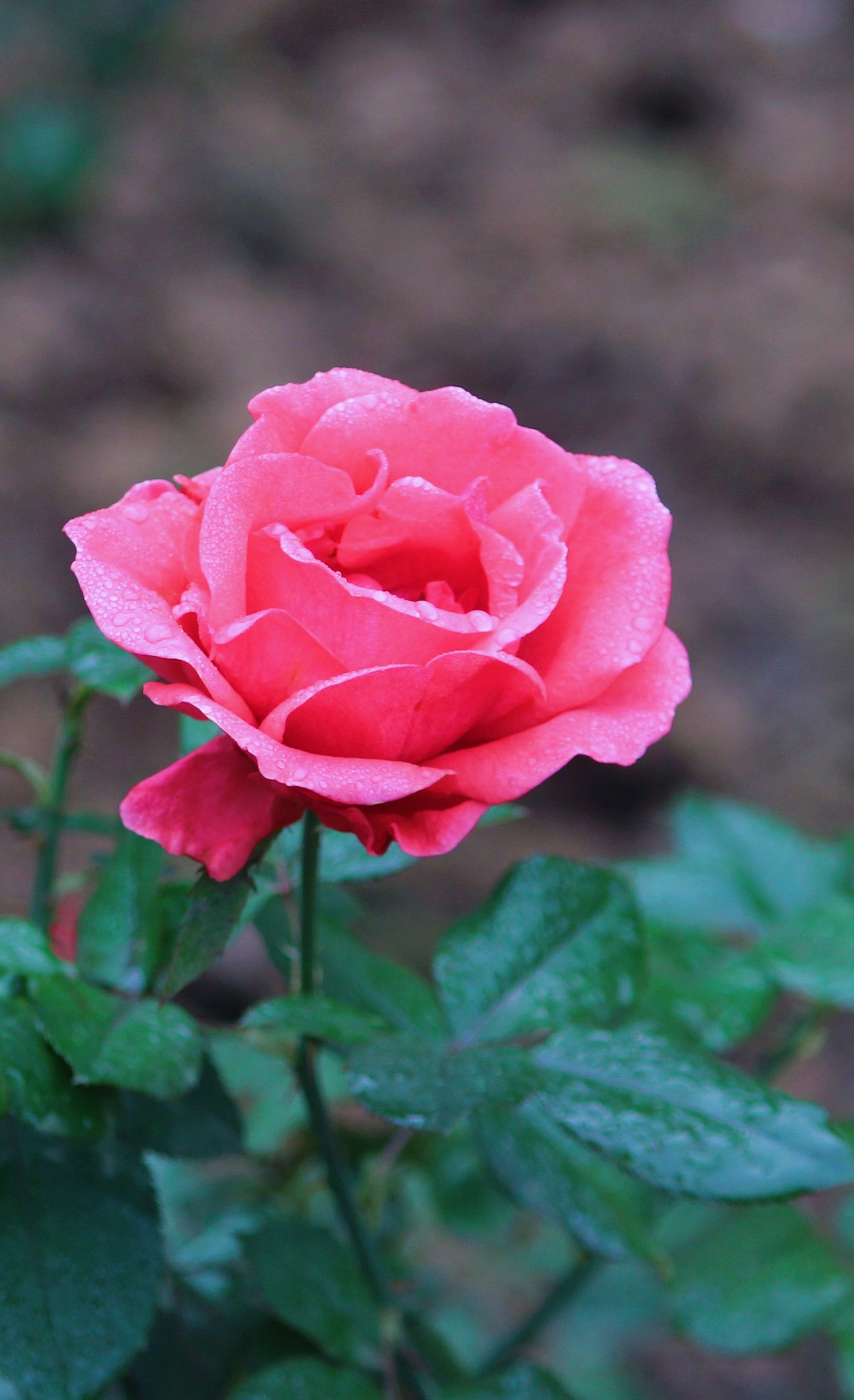 Pink rose blooming on a green stem with blurred garden background