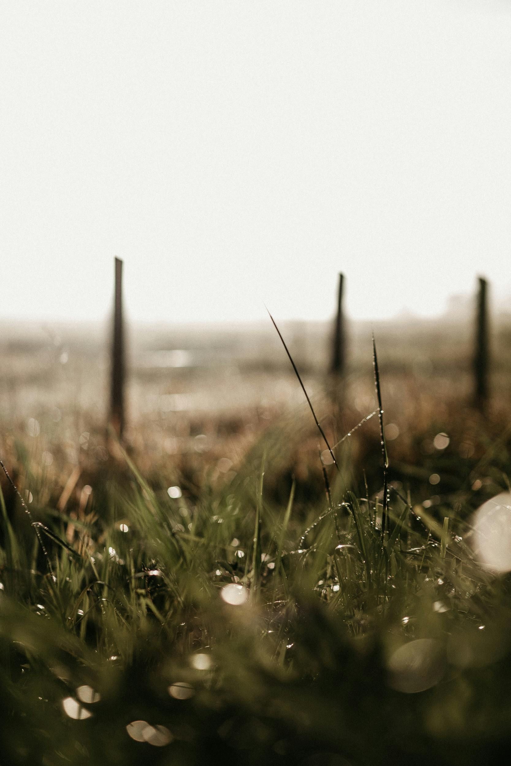 Blurred grassy field with fence posts in warm, soft sunlight