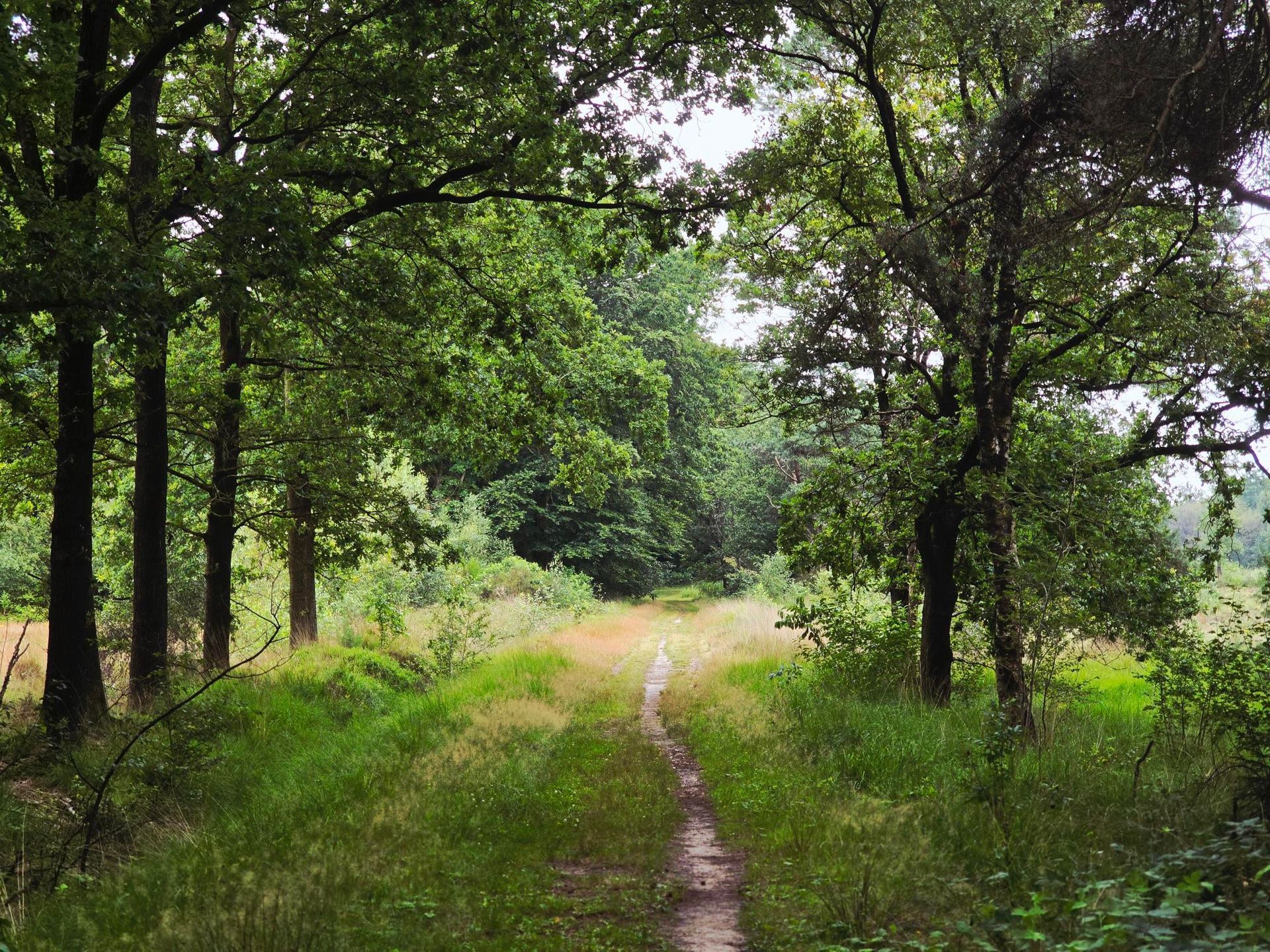 Een pad die door het bos loopt.