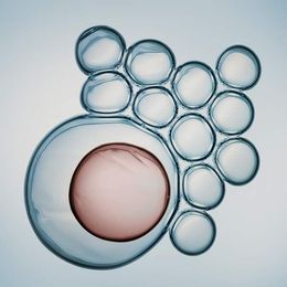 A close-up of a cell dividing and reproducing from orthobiological treatments