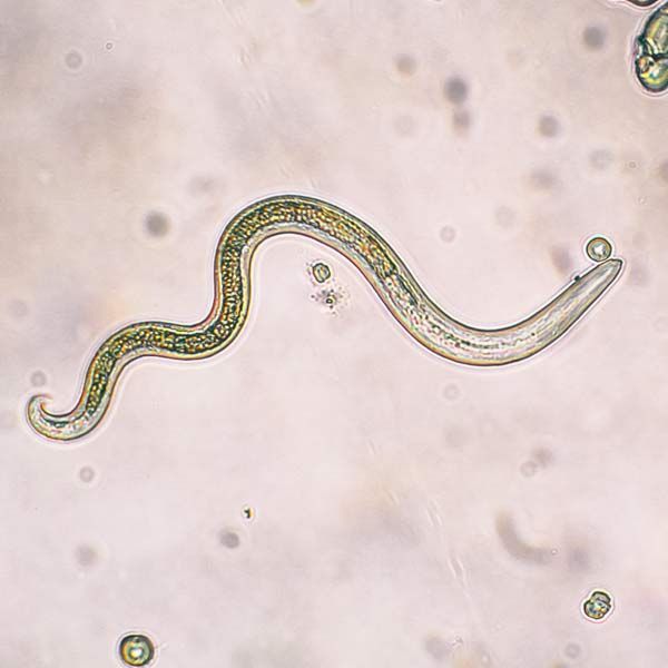 A close-up of a Parasite under a microscope on a pink surface.