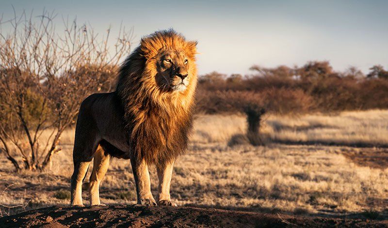 a Male lion at sunset