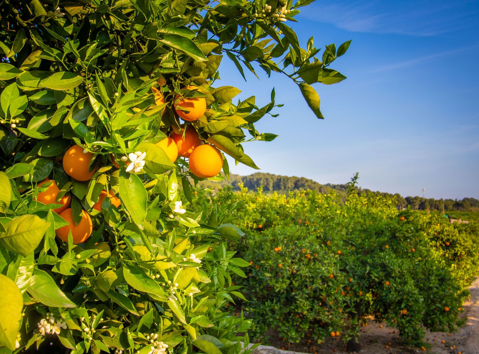 An orange farm - Fresno Employee Benefits Broker