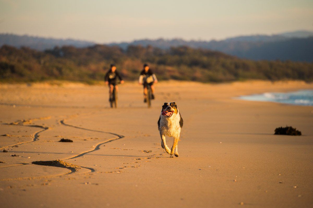 Dog friendly holidays NSW, Sapphire Coast, pet friendly holidays, beaches, South Coast NSW