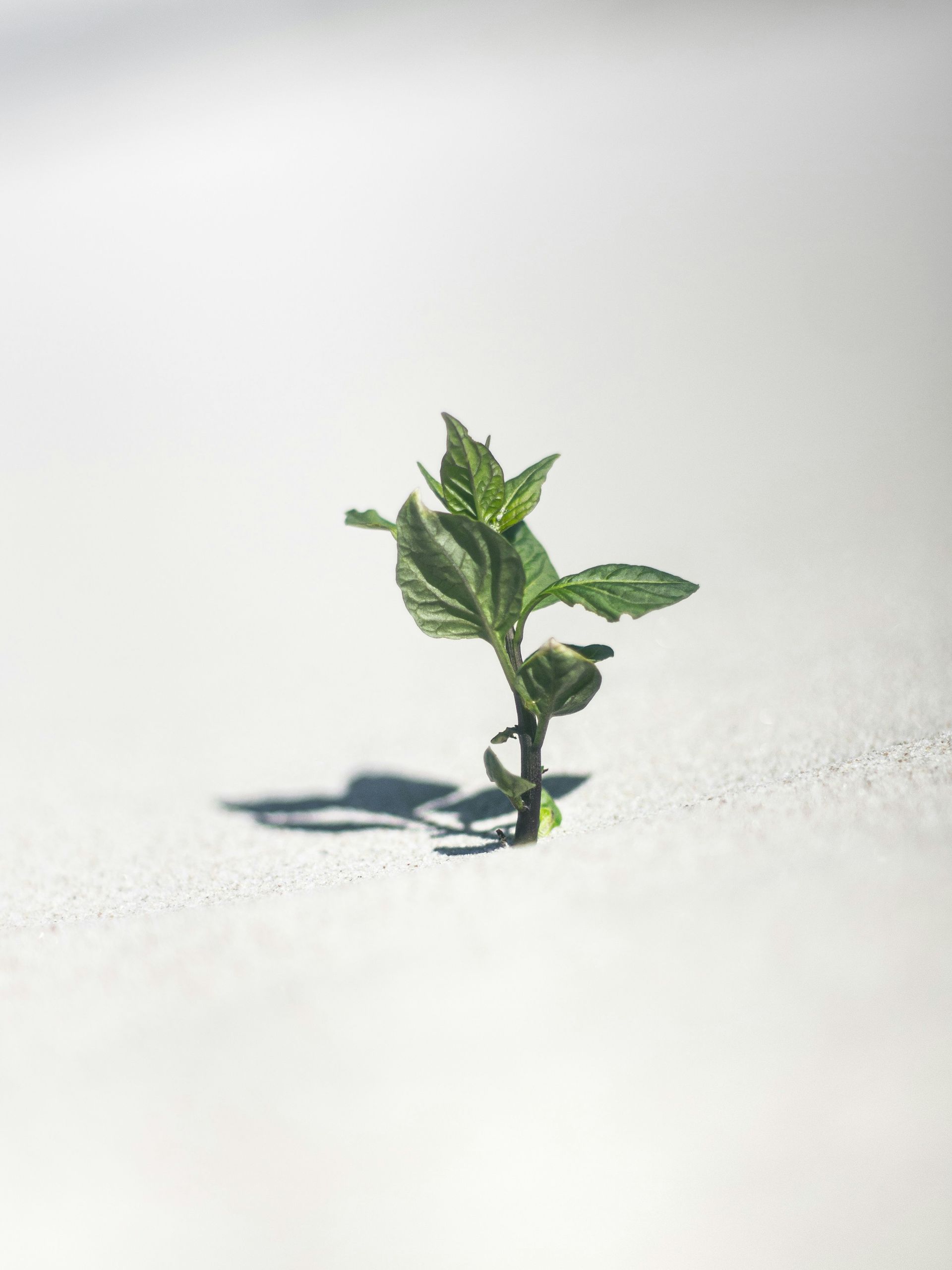 A small green plant is growing out of the snow on a white surface.