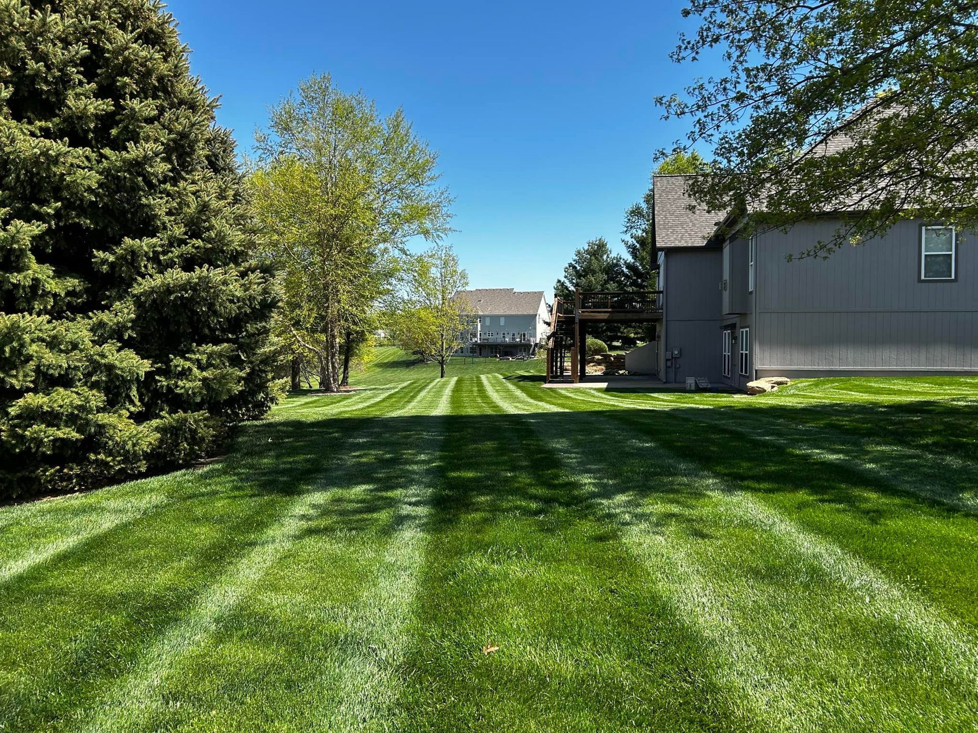 Lawn with freshly cut stripes; green grass, trees, and houses under a clear blue sky.