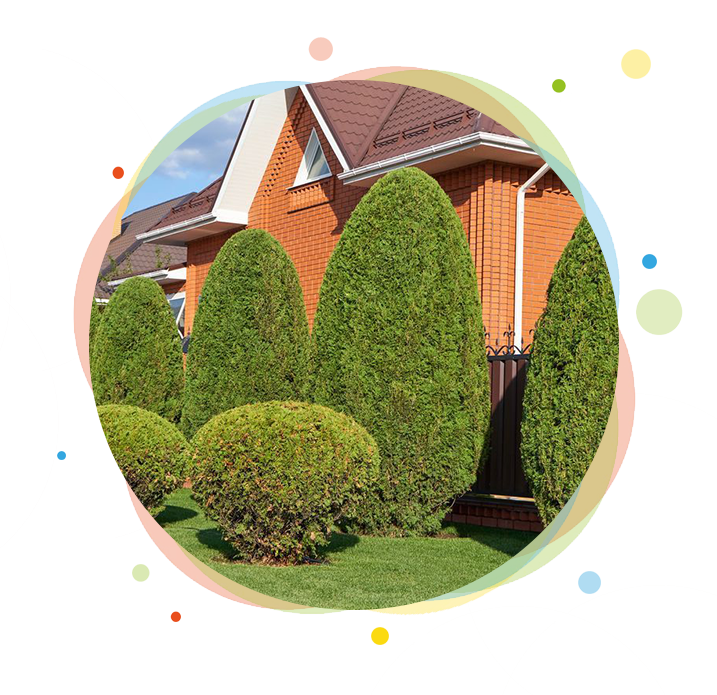 Green, shaped shrubs in front of a brick house with brown roof.