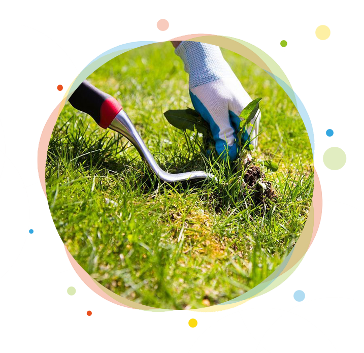 Hand weeding a lawn with a weeding tool; person wearing gloves.