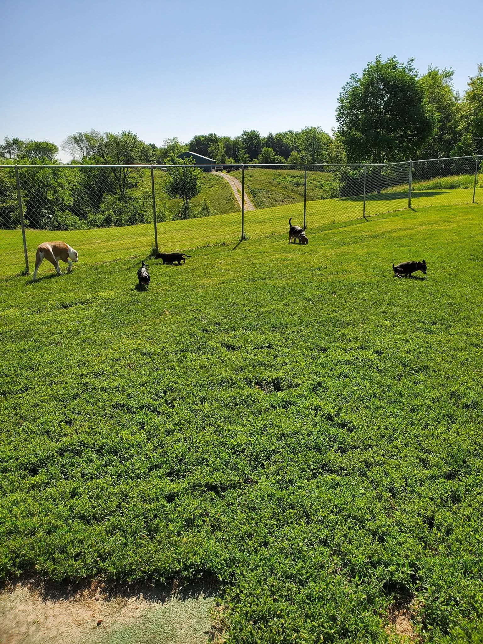 Dogs playing in a grassy field on a sunny day.