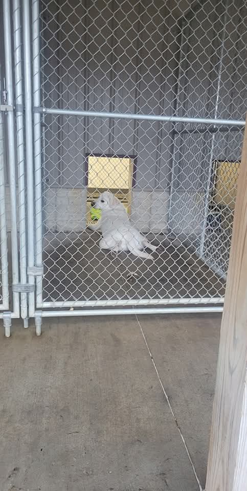 White dog with a ball inside a chain link kennel.
