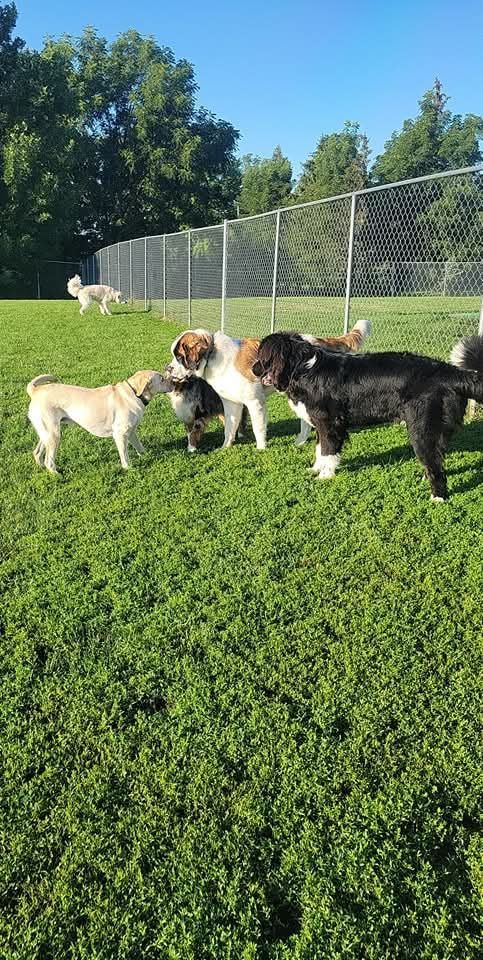 Dogs in a grassy dog park interacting.  Some dogs are playing, others watch near a chain link fence.  Blue sky overhead.