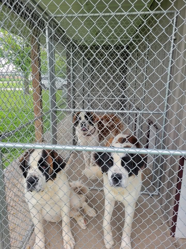 Three St. Bernard dogs in a chain-link kennel; two in the front with white, black, and brown markings.