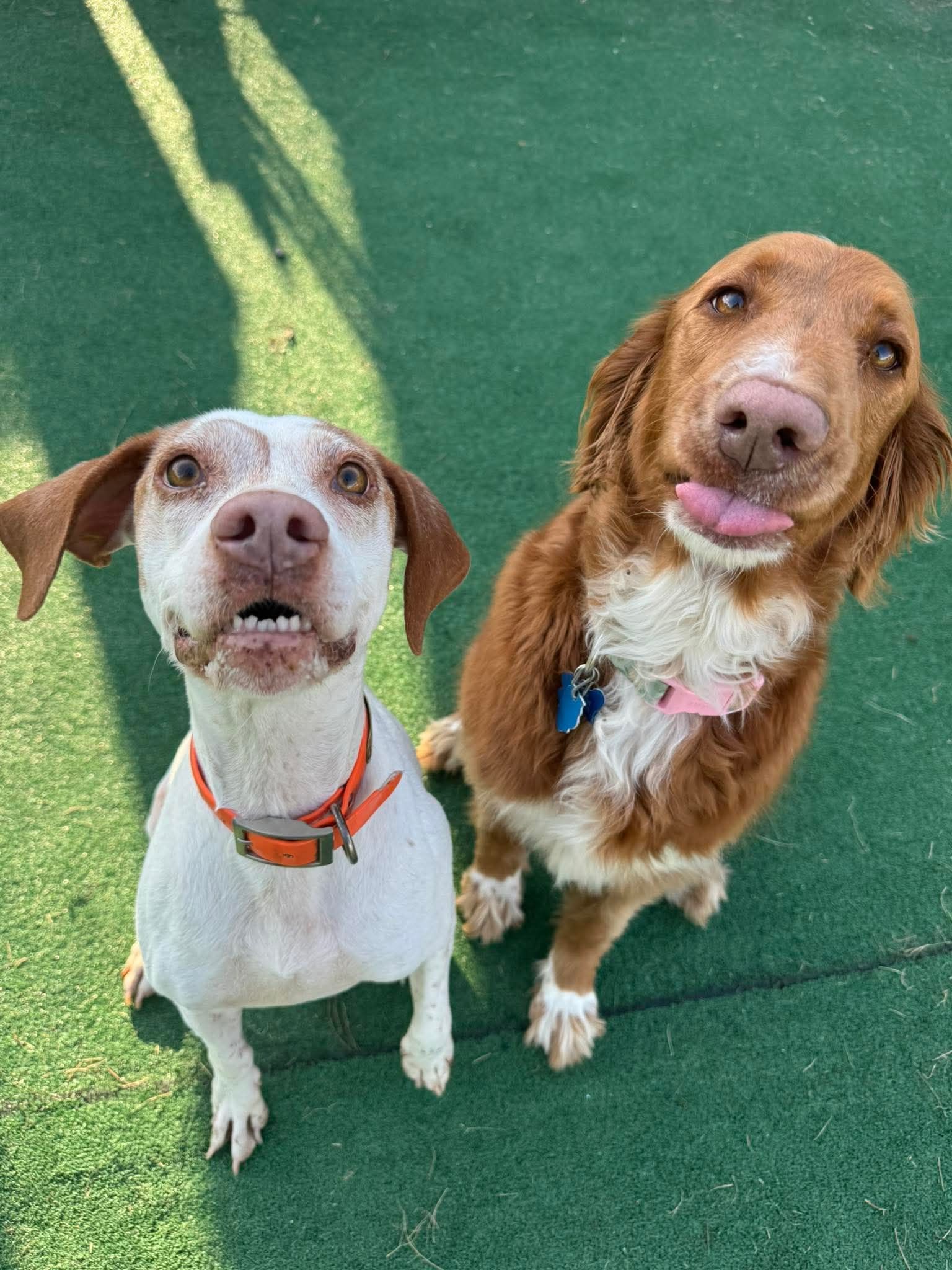 Two dogs looking up, one white with brown ears and the other brown with tongue out, sitting on green turf.