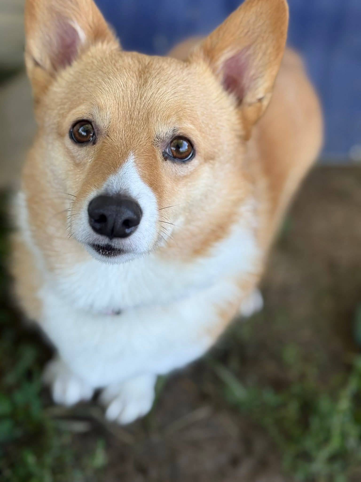 Corgi dog looking up with brown and white fur, green grass background.