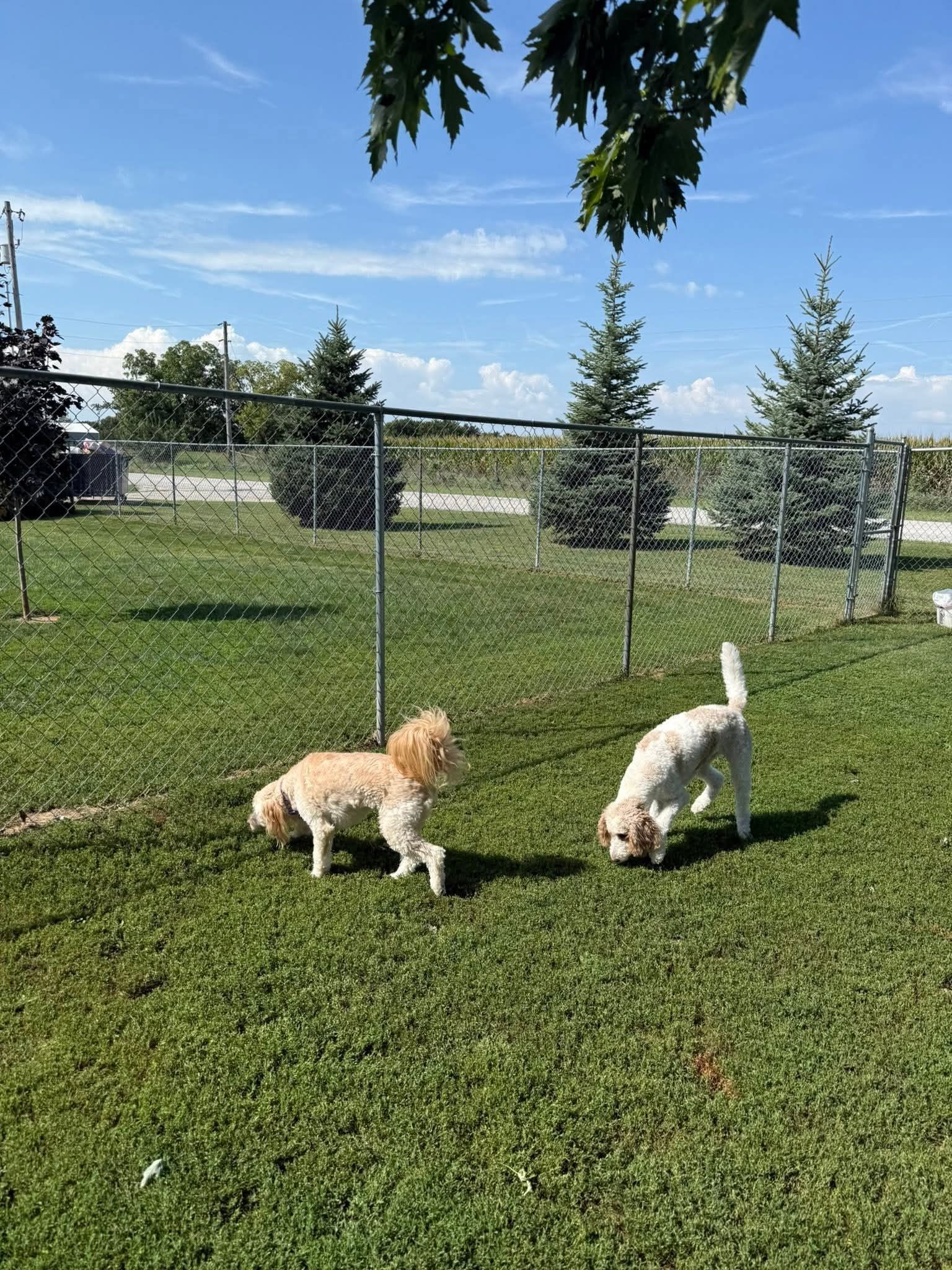 Two fluffy dogs playing in a fenced green yard under a blue sky.
