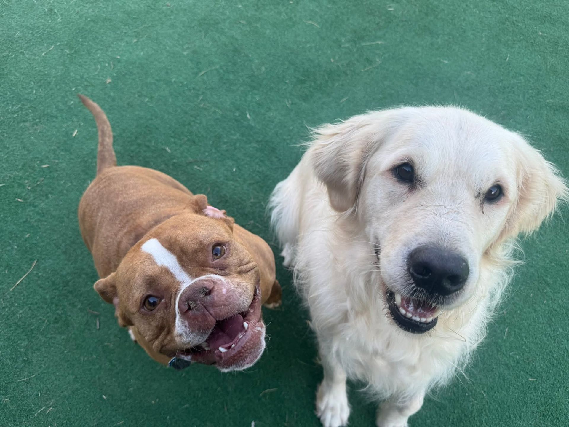 Two smiling dogs, a tan pit bull and a cream-colored golden retriever, on green turf.