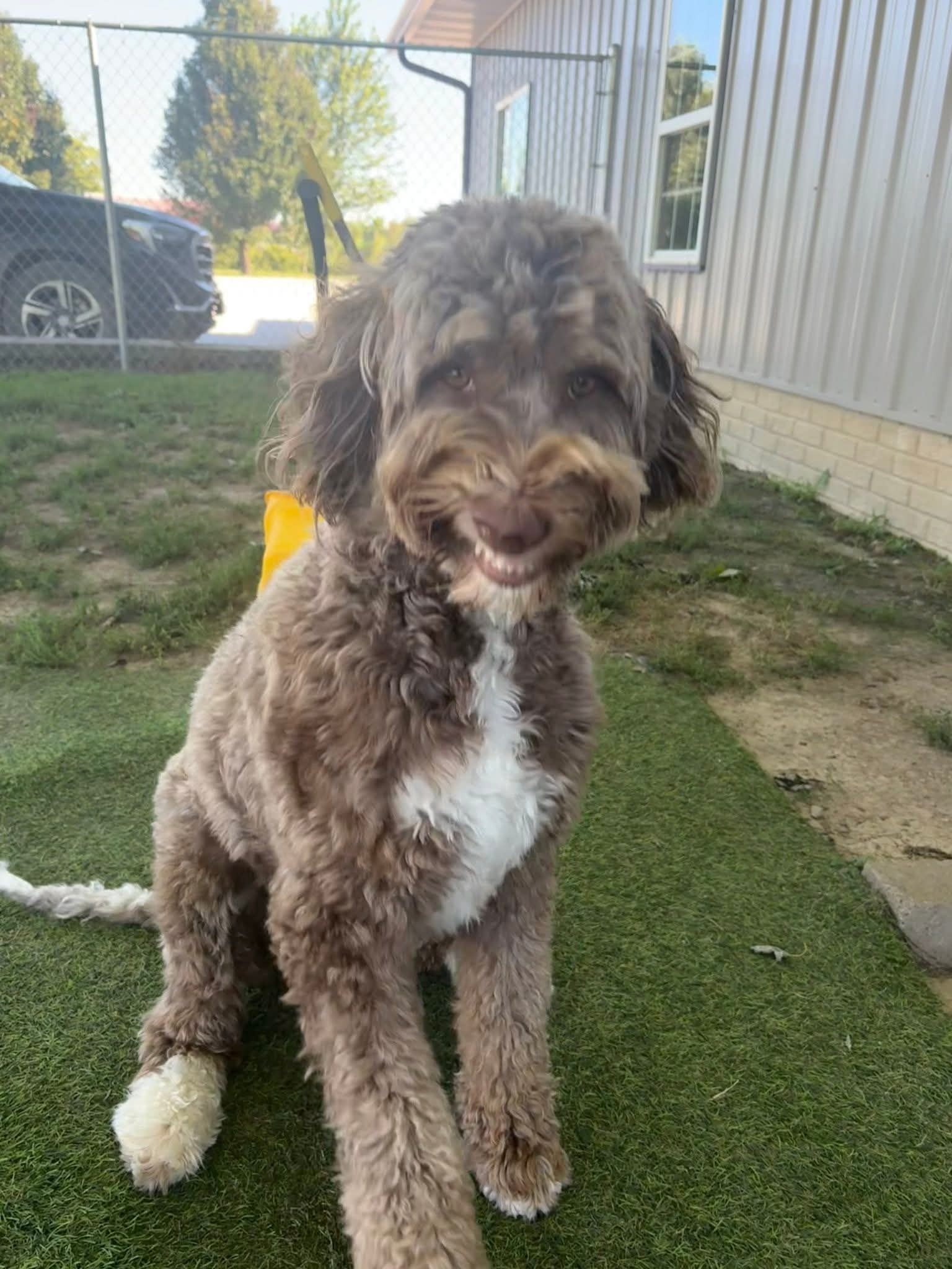 Brown and white dog smiling, sitting on green turf, in front of a building with a fence.