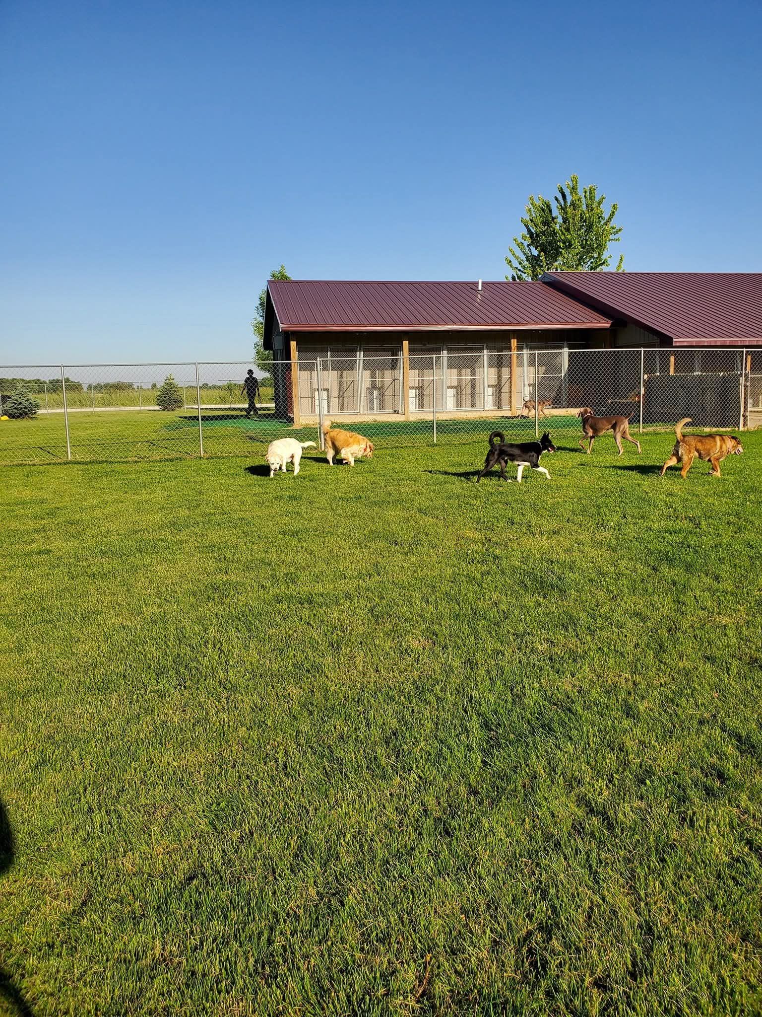 Dogs relaxing on green grass in front of a dog house on a sunny day.