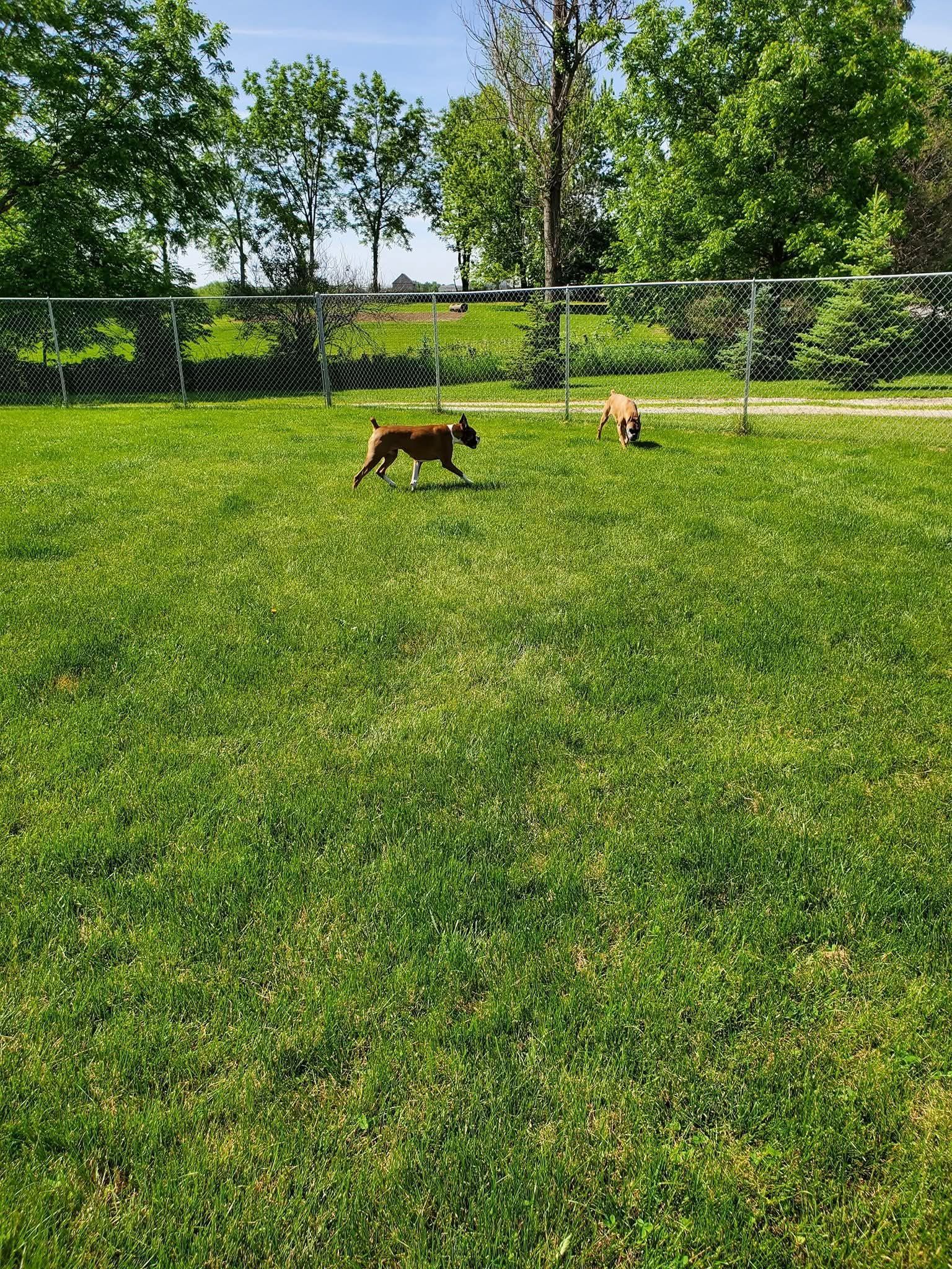 Two dogs running on green grass in a fenced-in park, trees in the background on a sunny day.