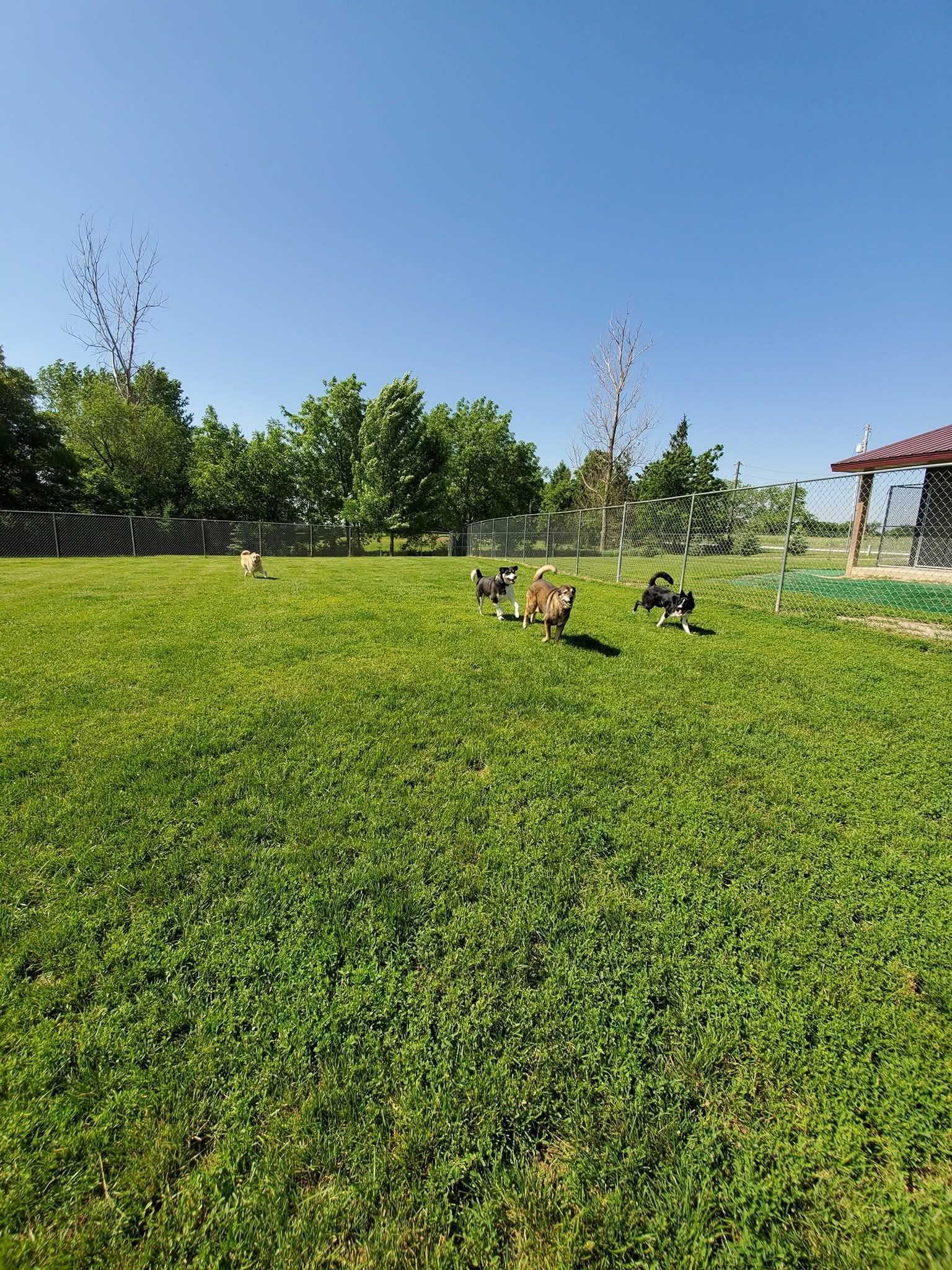Several dogs playing on a grassy lawn under a blue sky; trees and a small shelter are in the background.