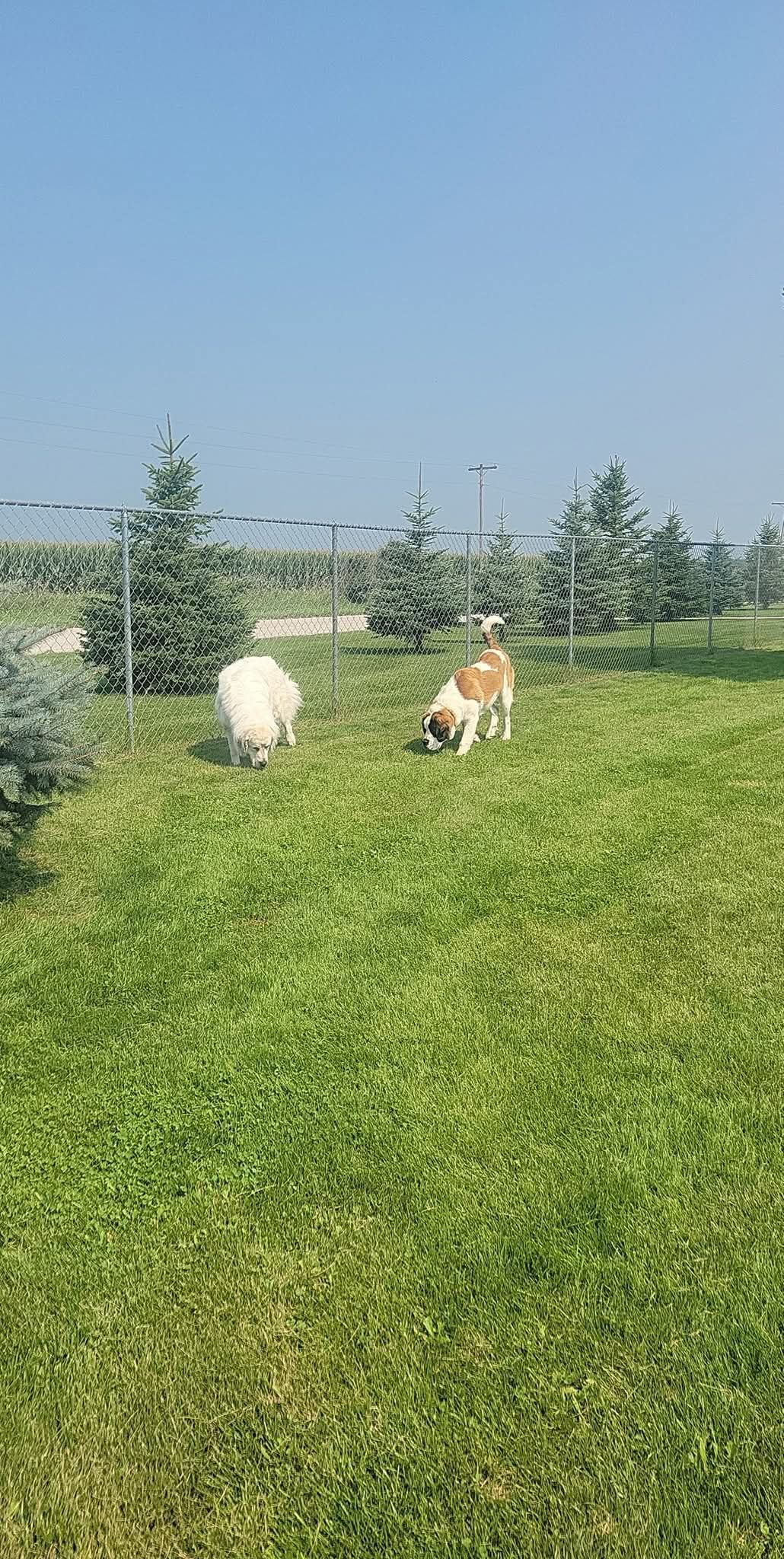 Two dogs playing in a grassy park with trees under a bright blue sky.