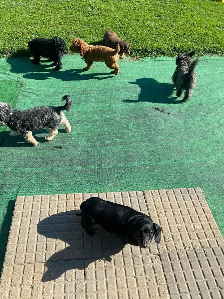 Several dogs of various breeds in a yard with a black dachshund lying on a stone platform.