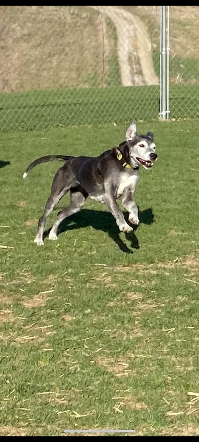 Dog running on grass with fence and dirt path in the background.