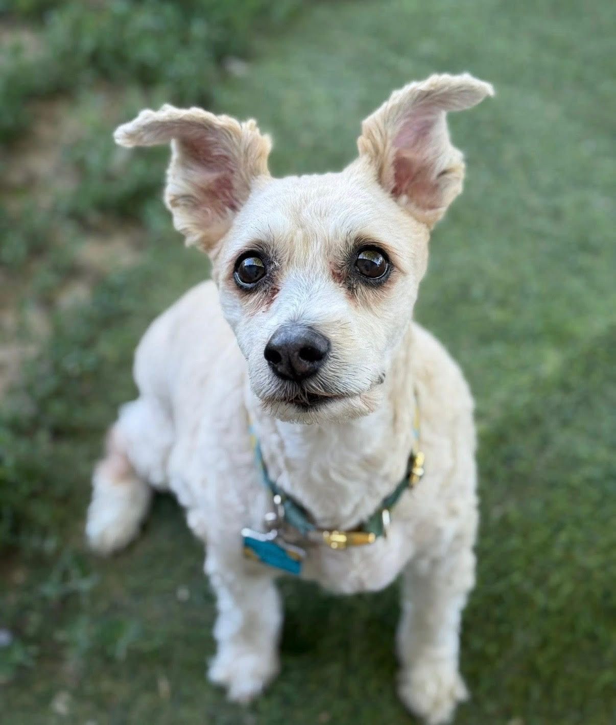 Cream-colored dog with scruffy fur sits outdoors on grass, looking at the viewer with a focused expression.