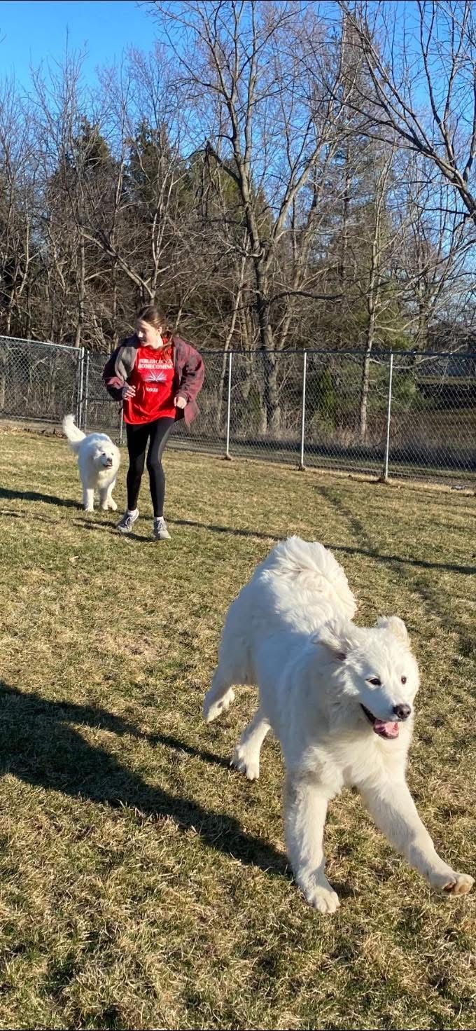 A woman running with two white dogs on a grassy field, trees in the background.