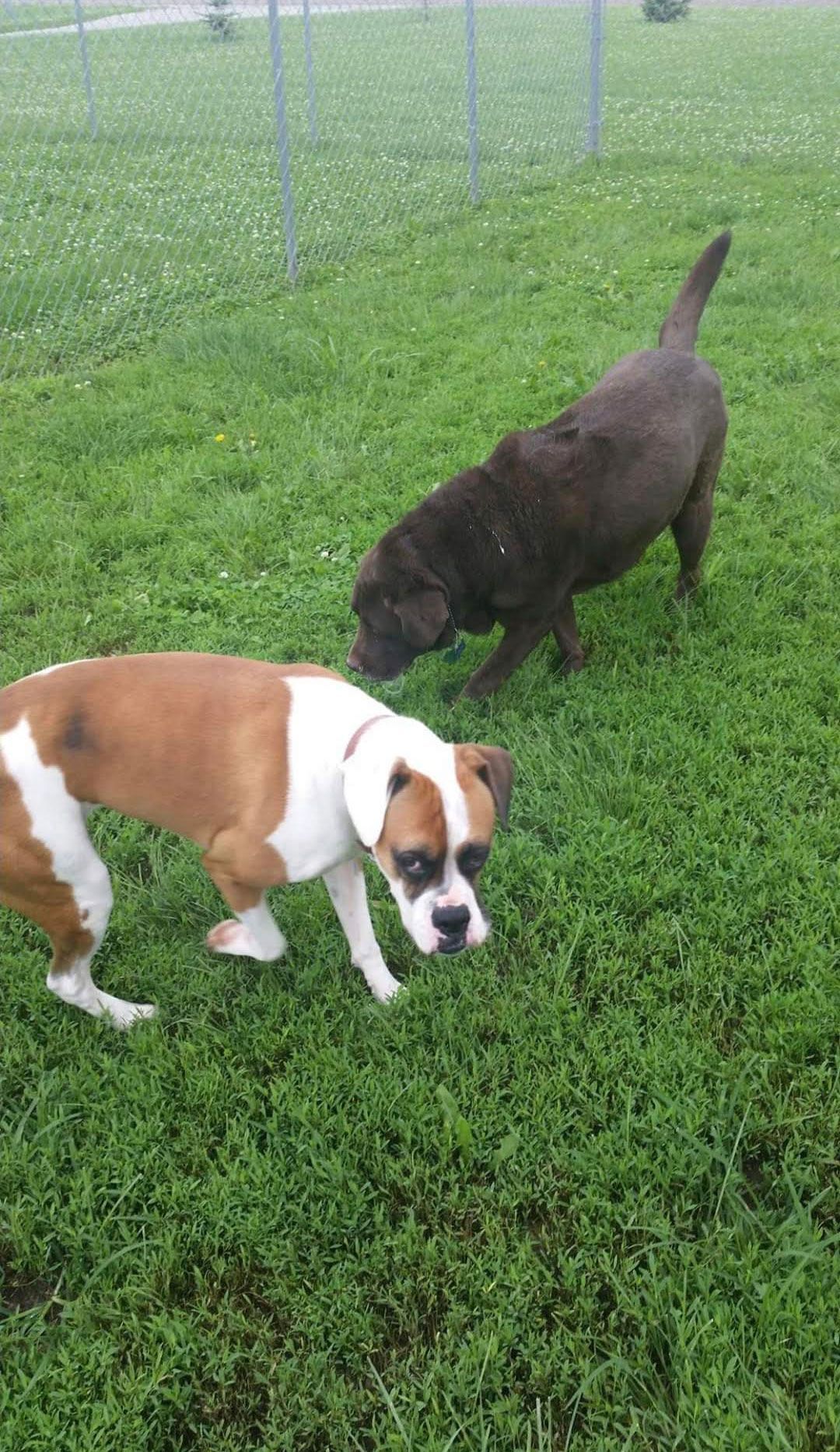 Two dogs playing in grassy dog park: brown Boxer, chocolate Lab sniffing.