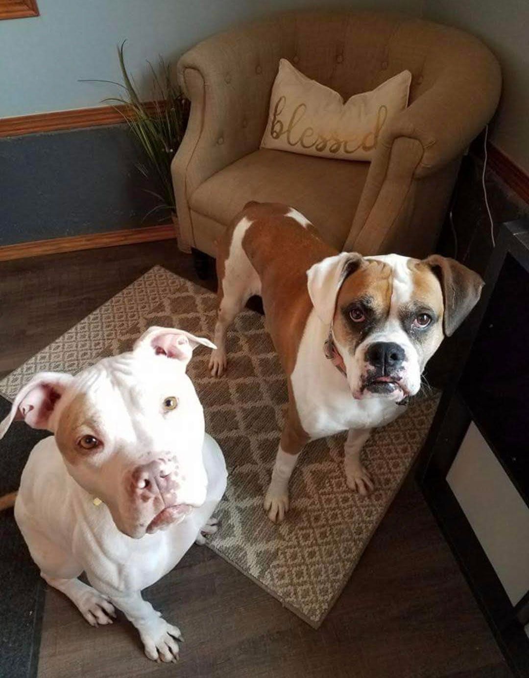 Two dogs looking at the camera. One white, one brown and white, standing on a rug near a chair.