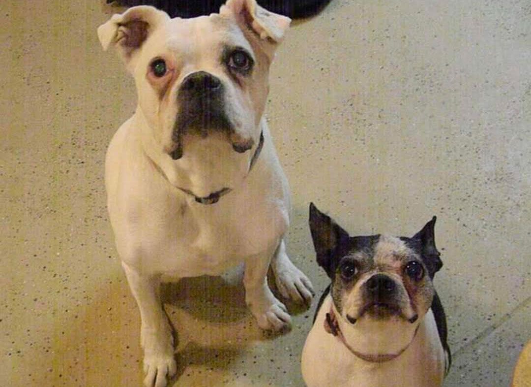 Two dogs, one white, one black and white, sitting and looking up.