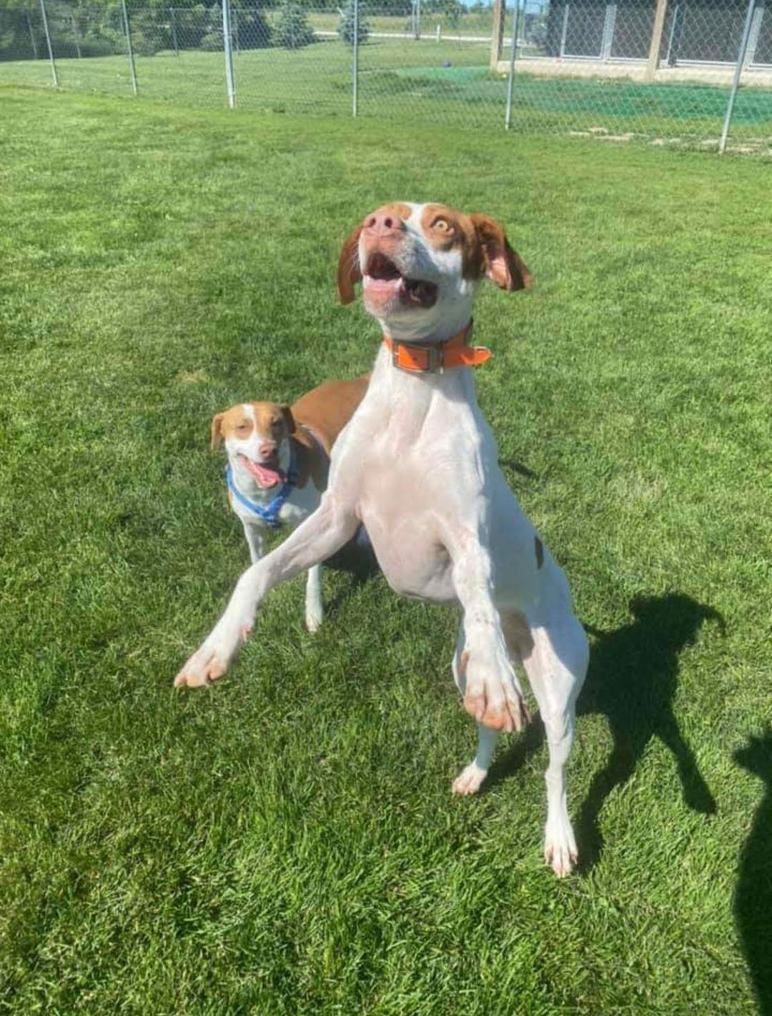 Two dogs in a sunny, grassy dog park; one jumping with mouth open, the other smiling.